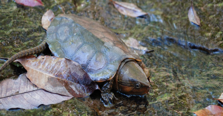 Platysternon megacephalum