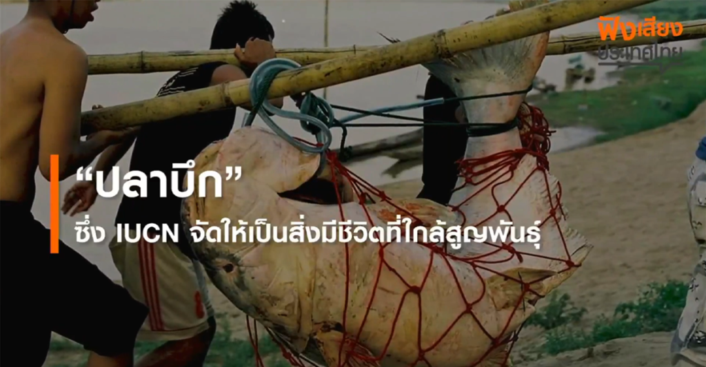 Mekong giant catfish at risk of extinction