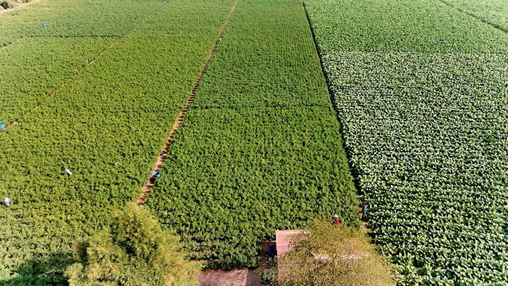 ดอนน้อย เกาะกลางแม่น้ำโขง