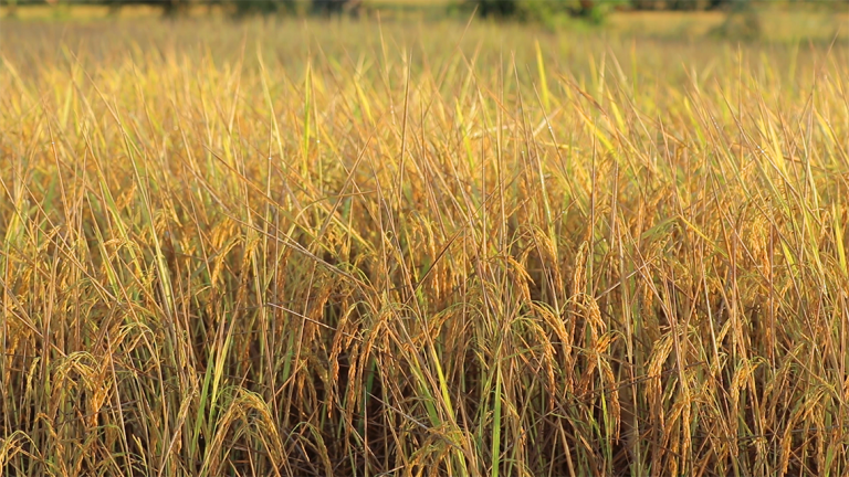 Rice of Thailand & Paddy Thai