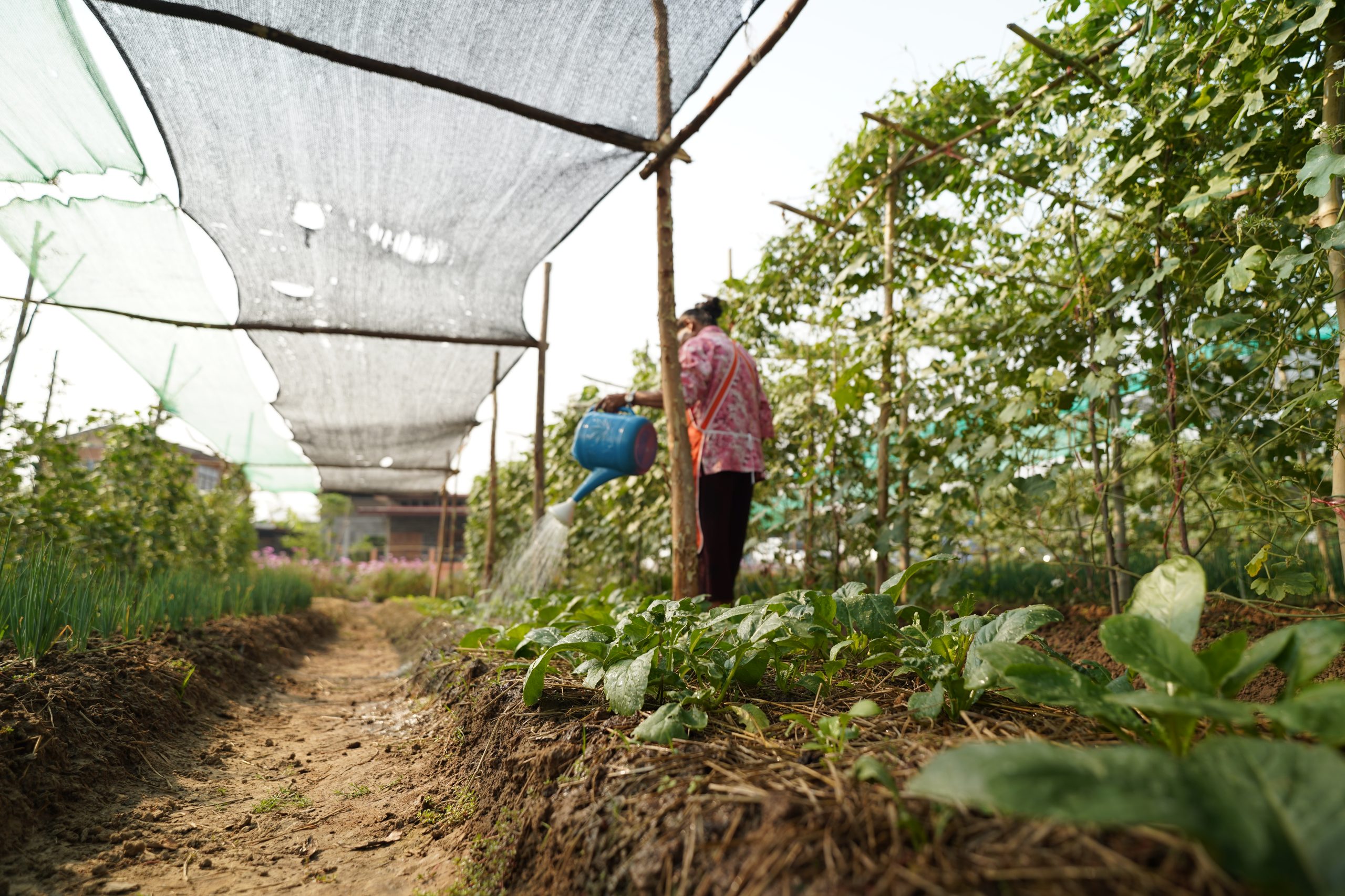 Decoding High-Value Agriculture in Thung Kula